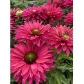 Эхинацея Echinacea Sunseekers Pink Grapefruit